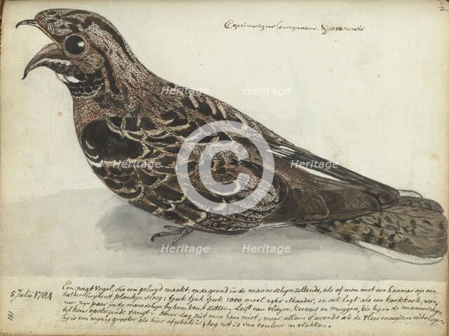Nightjar, 1784. Creator: Jan Brandes.