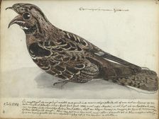 Nightjar, 1784. Creator: Jan Brandes