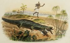Nile crocodile attacking a child, 1856. Creator: Edouard Travies