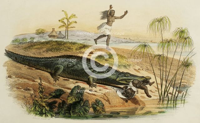 Nile crocodile attacking a child, 1856. Creator: Edouard Travies.