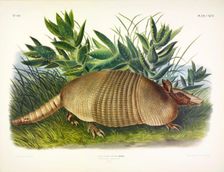 Nine-Banded Armadillo, Dasypus Peba, 1845