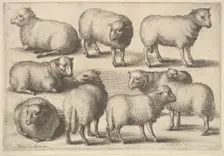 Nine sheep, 1646. Creator: Wenceslaus Hollar