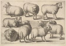 Nine sheep, 1646. Creator: Wenceslaus Hollar