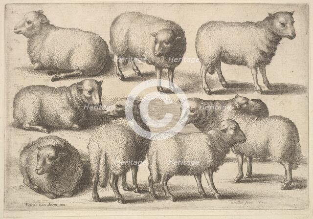 Nine sheep, 1646. Creator: Wenceslaus Hollar.