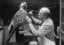 N.R. Wood of Smithsonian Institution - Mounting Birds, 1916. Creator: Unknown