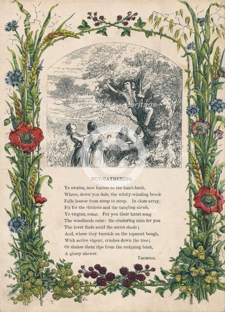 'Nut-Gathering', by Thomson, c1900. Artist: Unknown.