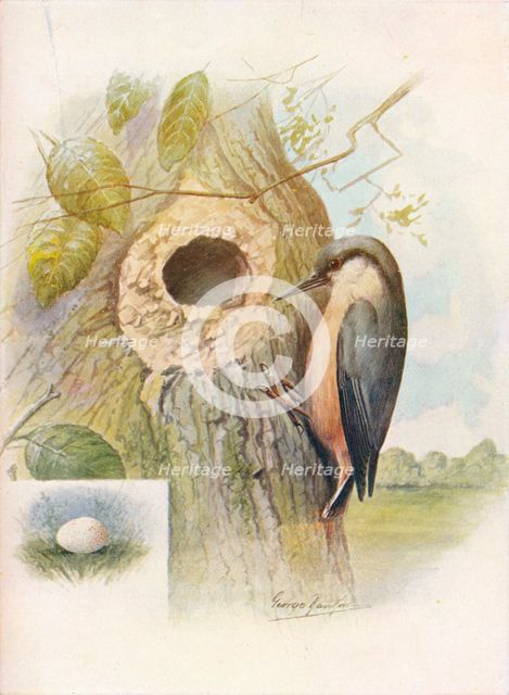 'Nut-Hatch - Sit'ta cae'sia', c1910, (1910). Artist: George James Rankin.