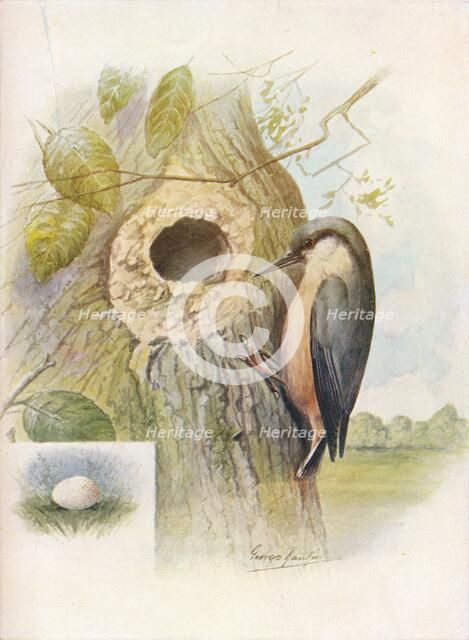 'Nut-Hatch - Sit'ta cae'sia', c1910, (1910). Artist: George James Rankin.