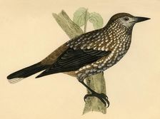 Nutcracker late 19th century. Creator: Unknown