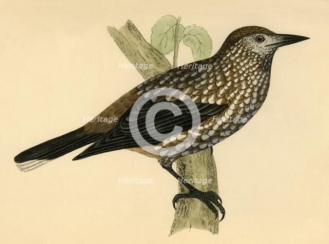 'Nutcracker', late 19th century. Creator: Unknown.