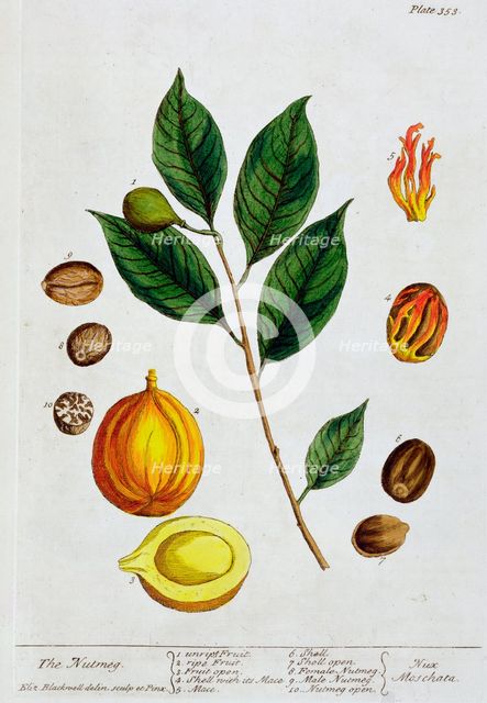 Nutmeg, 1782. Creator: Elizabeth Blackwell.