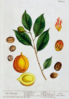 Nutmeg, 1782. Creator: Elizabeth Blackwell