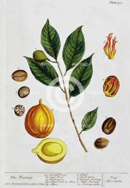 Nutmeg, 1782. Artist: Elizabeth Blackwell