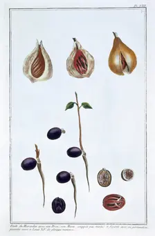 Nutmeg, c1751-1807. Creator: Pierre Joseph Buchoz