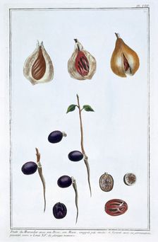 Nutmeg, c1751-1807. Creator: Pierre Joseph Buchoz