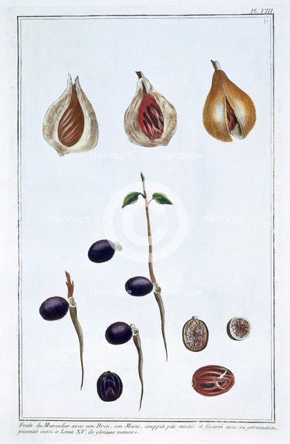 Nutmeg, c1751-1807. Creator: Pierre Joseph Buchoz.