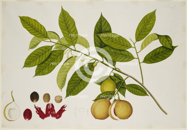 Nutmeg Tree, c1824.  Creator: Unknown.