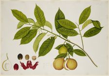 Nutmeg Tree, c1824. Creator: Unknown
