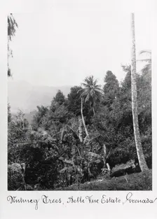 Nutmeg trees, Grenada, Bell Vue Estate, 1897