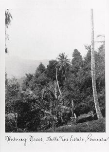 Nutmeg trees, Grenada, Bell Vue Estate, 1897