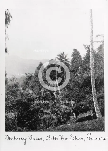 Nutmeg trees, Grenada, Bell Vue Estate, 1897. Artist: Unknown
