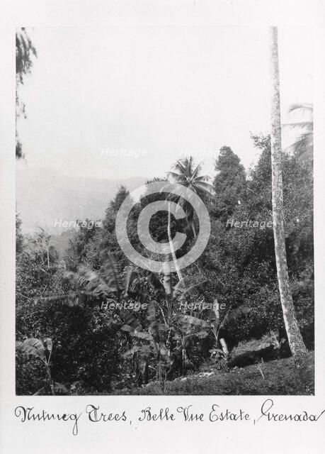 Nutmeg trees, Grenada, Bell Vue Estate, 1897. Artist: Unknown