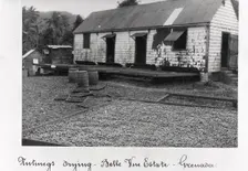Nutmegs laid out to dry, Bell Vue Estate, Grenada, 1897