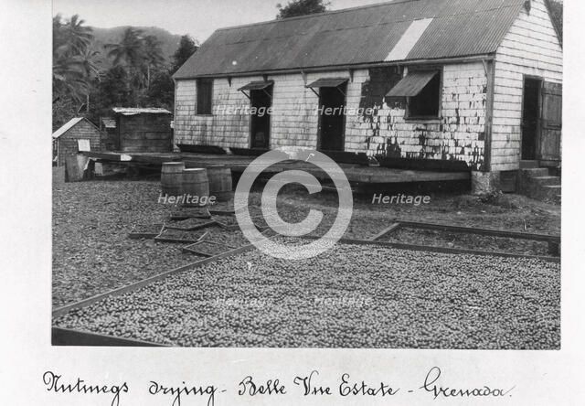 Nutmegs laid out to dry, Bell Vue Estate, Grenada, 1897. Artist: Unknown