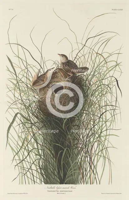 Nuttall's Lesser Marsh Wren, 1833. Creator: Robert Havell.