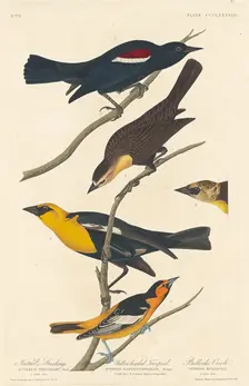 Nuttall's Starling, Yellow-headed Troopial and Bullock's Oriole, 1837. Creator: Robert Havell