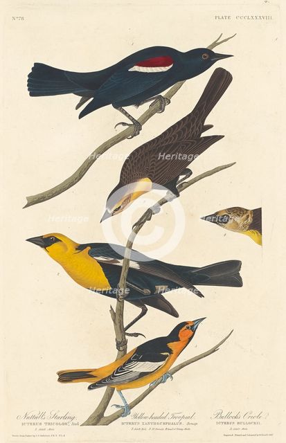 Nuttall's Starling, Yellow-headed Troopial and Bullock's Oriole, 1837. Creator: Robert Havell.