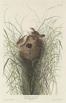 Nuttall's Lesser Marsh Wren, 1833. Creator: Robert Havell