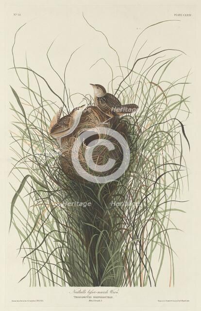 Nuttall's Lesser Marsh Wren, 1833. Creator: Robert Havell.