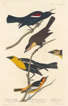 Nuttall's Starling, Yellow-headed Troopial and Bullock's Oriole, 1837. Creator: Robert Havell