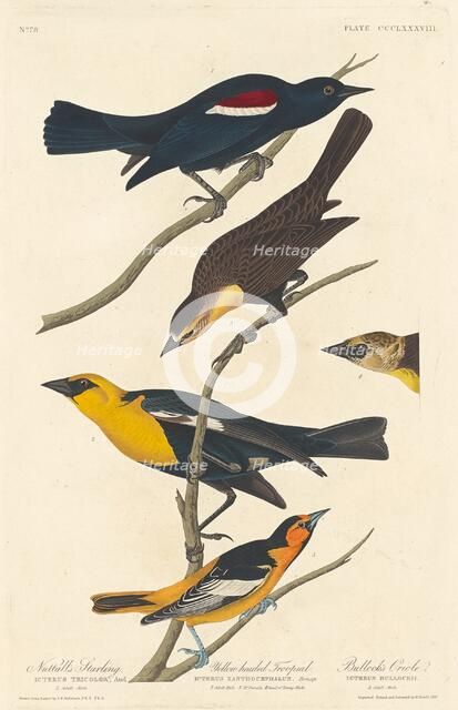 Nuttall's Starling, Yellow-headed Troopial and Bullock's Oriole, 1837. Creator: Robert Havell.