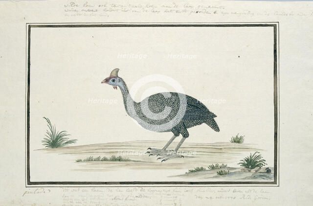 Numida meleagris (Helmeted guineafowl), 1778. Creator: Robert Jacob Gordon.