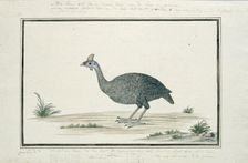 Numida meleagris (Helmeted guineafowl), 1778. Creator: Robert Jacob Gordon