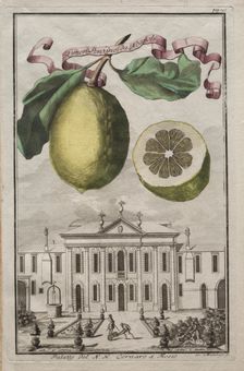 Nurnbergische Hesperides: No125 - Limon Ponzino da Neapoli. Palazzo del N. H. Cornaro à Fiesso, c170 Creator: Joseph de Montalegre (Hungarian); Johoann Christoph Volckamer (German)