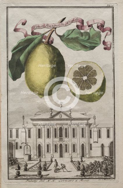 Nurnbergische Hesperides: No125 - Limon Ponzino da Neapoli. Palazzo del N. H. Cornaro à Fiesso, c170 Creator: Joseph de Montalegre (Hungarian); Johoann Christoph Volckamer (German).