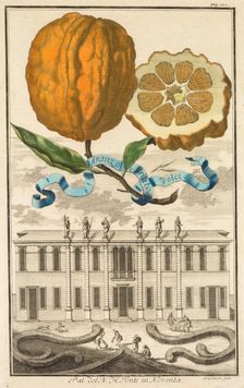 Nurnbergische Hesperides: No185 - Aranzo Striato dolce. Palazzo del N. H. Fonte in Noventa, c1708. Creator: Joseph de Montalegre (Hungarian); Johoann Christoph Volckamer (German)