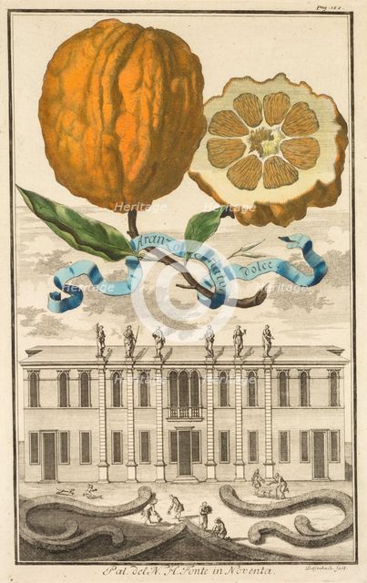 Nurnbergische Hesperides: No185 - Aranzo Striato dolce. Palazzo del N. H. Fonte in Noventa, c1708. Creator: Joseph de Montalegre (Hungarian); Johoann Christoph Volckamer (German).