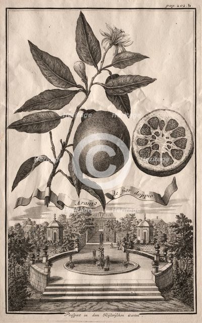 Nurnbergische Hesperides: Aranzo de fior doppio, 1714. Creator: Joseph de Montalegre (Hungarian).