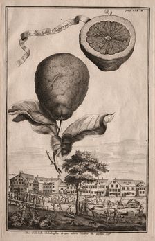 Nurnbergische Hesperides: La Luchetta Imoperiale, 1714. Creator: Joseph de Montalegre (Hungarian)