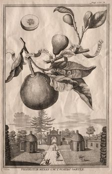Nurnbergische Hesperides: Limon bergamotto personzin gientile, 1714. Creator: Joseph de Montalegre (Hungarian)