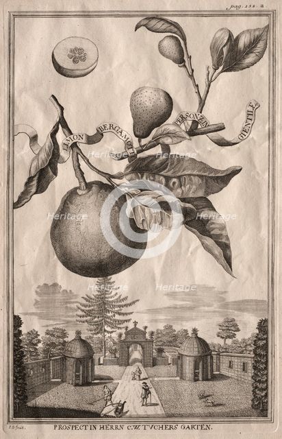 Nurnbergische Hesperides: Limon bergamotto personzin gientile, 1714. Creator: Joseph de Montalegre (Hungarian).
