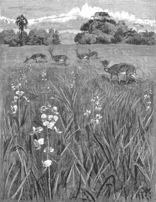 'Nyasa - Land awaits Inhabitants; Antelopes and Orchids 1890. Creator: Unknown