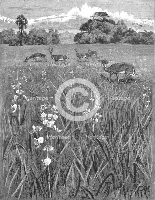 ''Nyasa - Land awaits Inhabitants; Antelopes and Orchids', 1890. Creator: Unknown.