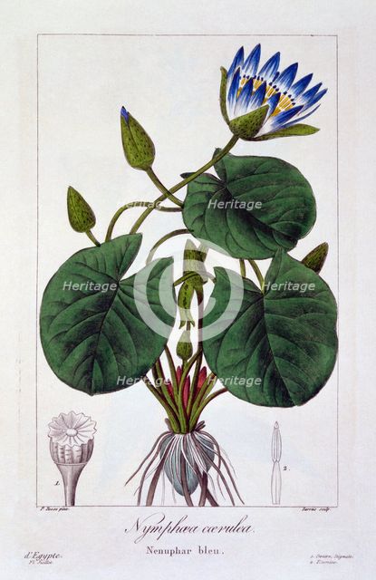 Nymphaea caerulea, pub. 1836. Creator: Panacre Bessa (1772-1846).