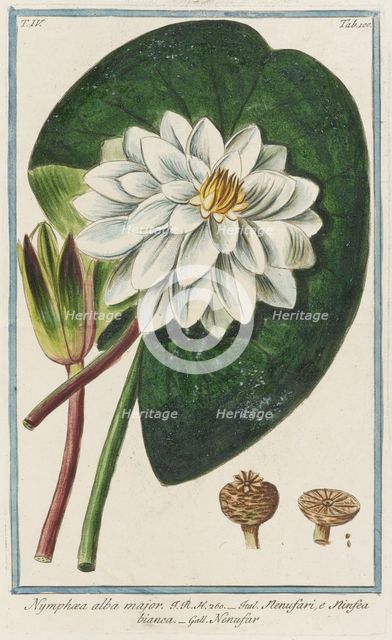 Nymphaea alba major, from Giorgio Bonelli's Hortus Romanus, vol. IV (1776). Creator: Maddalena Bouchard.