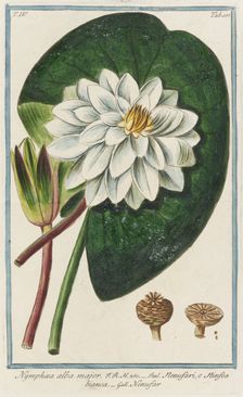Nymphaea alba major, from Giorgio Bonelli's Hortus Romanus, vol. IV (1776). Creator: Maddalena Bouchard